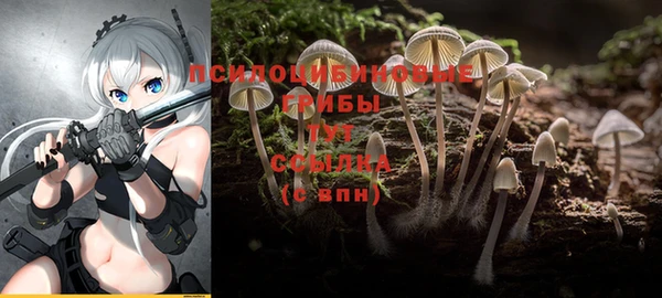 apvp Алзамай